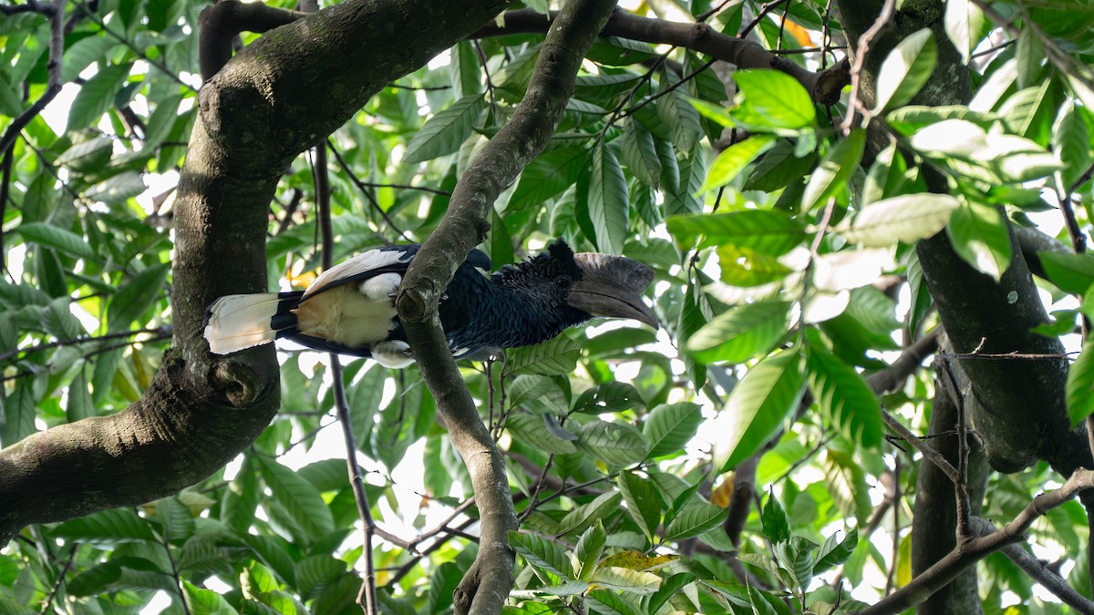 Grauwangen-Hornvogel - ML638077671