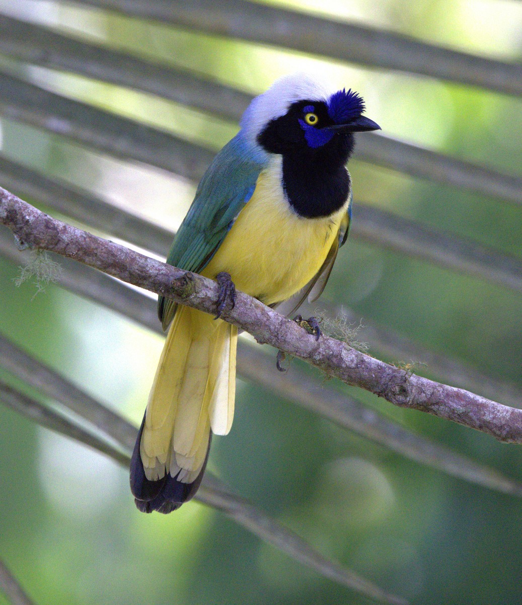 Green Jay - ML638077678