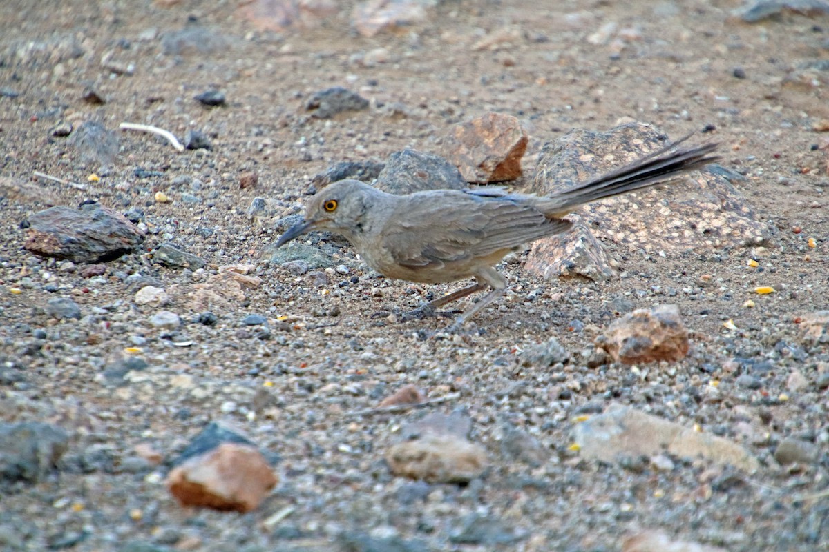 Bendire's Thrasher - ML638077681