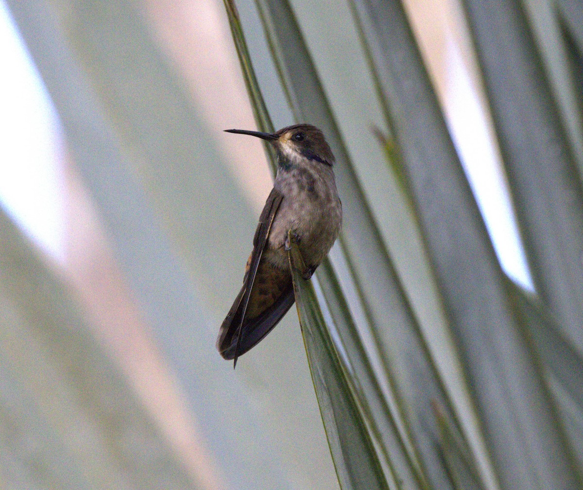 Brown Violetear - ML638077690