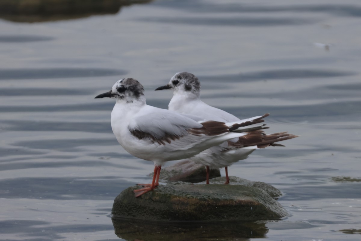 Little Gull - ML638077691