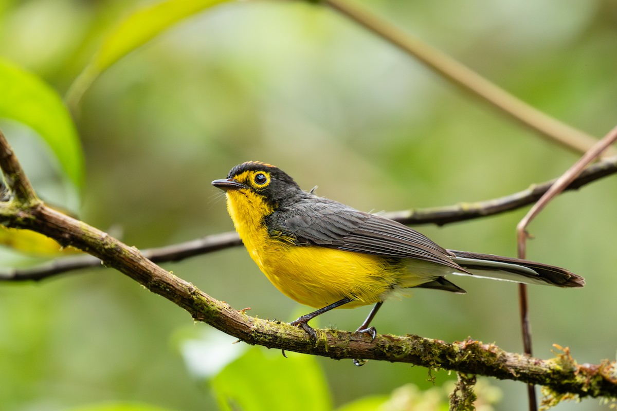 Spectacled Redstart - ML638077696