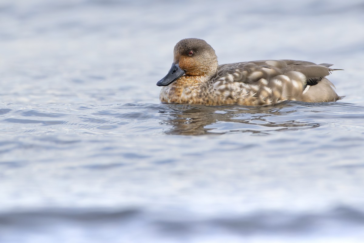 Crested Duck - ML638077708
