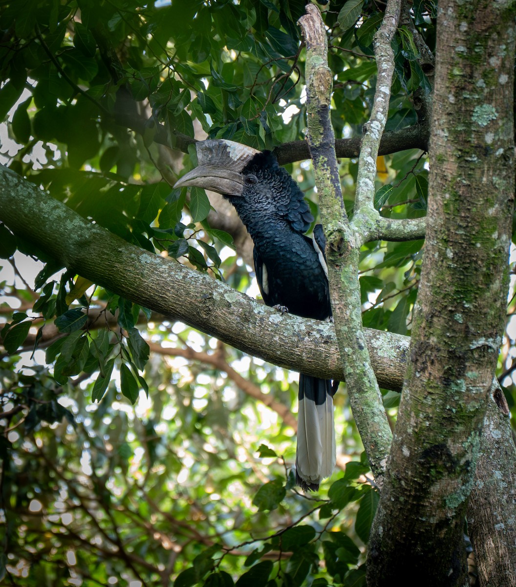 Grauwangen-Hornvogel - ML638077712