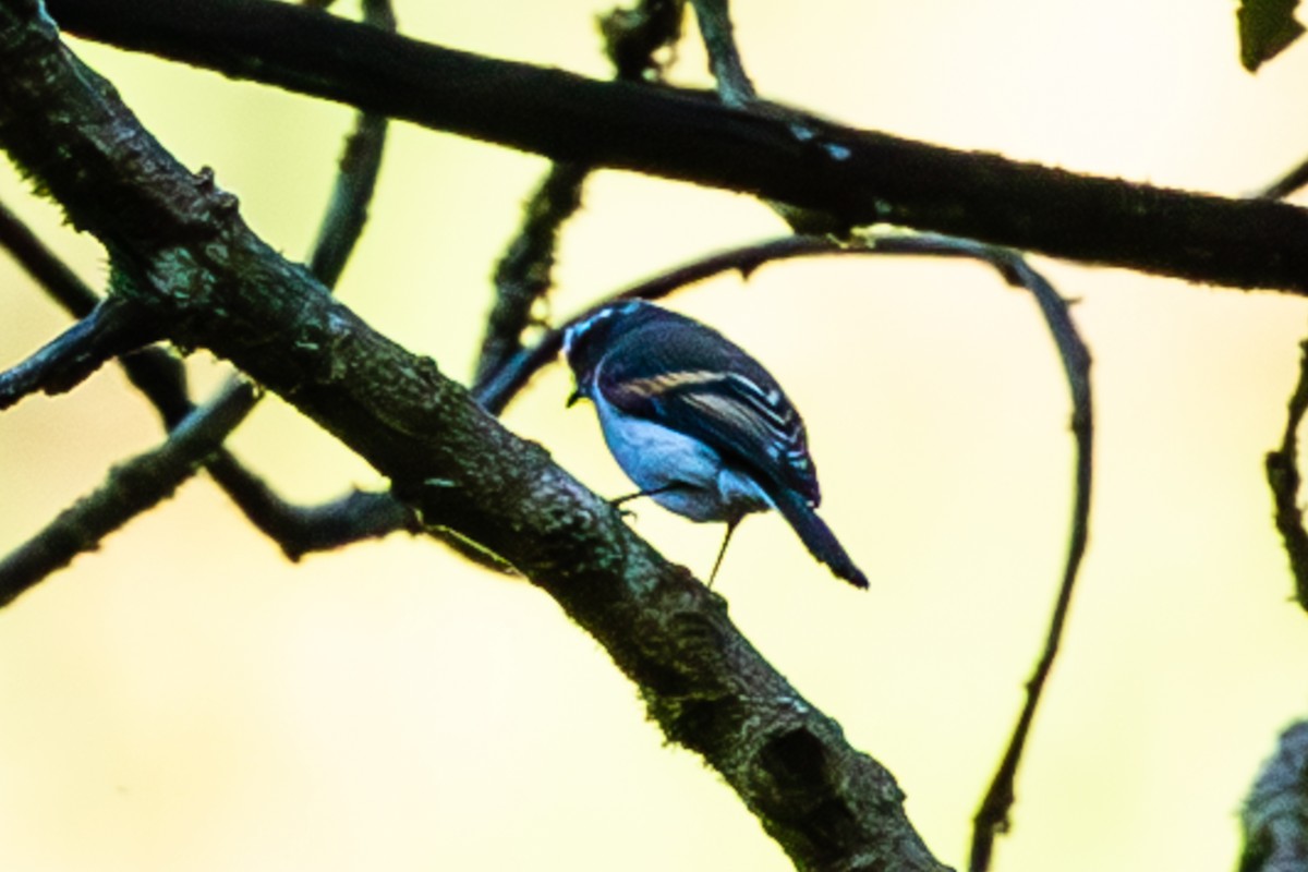 Rufous-breasted Chat-Tyrant - ML638077722