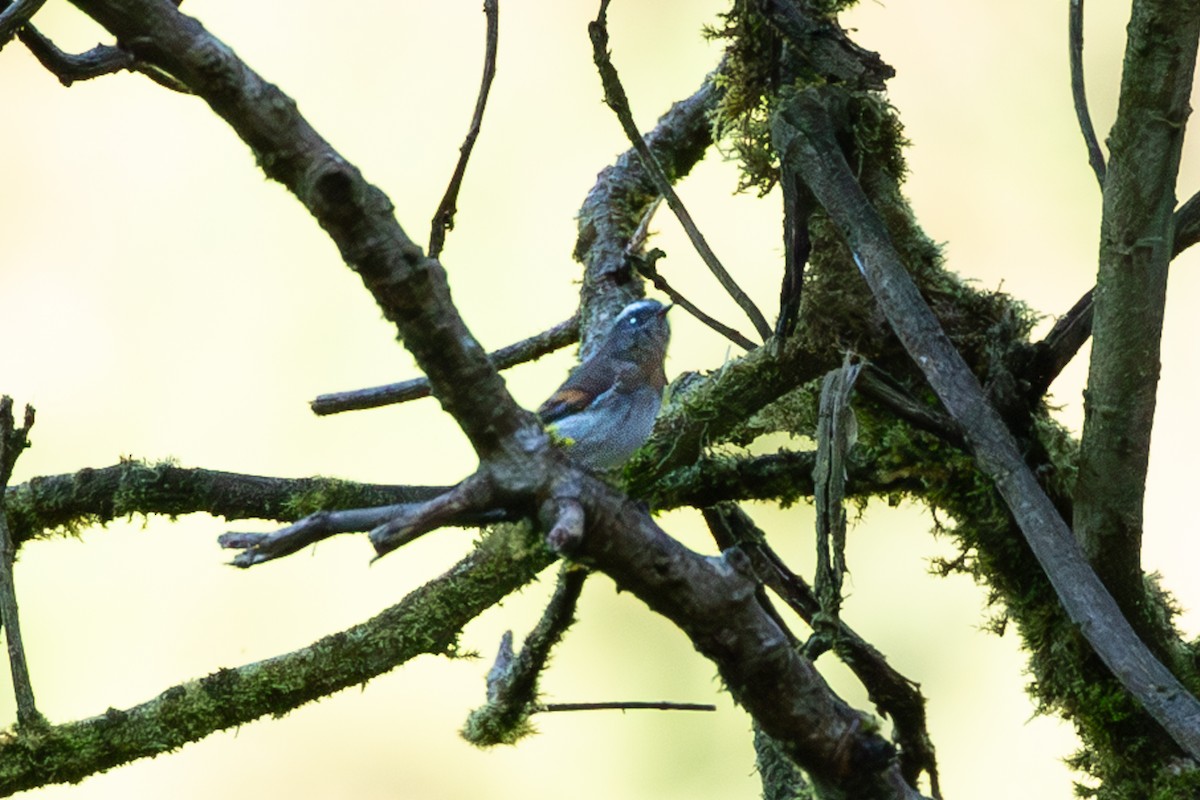 Rufous-breasted Chat-Tyrant - ML638077723