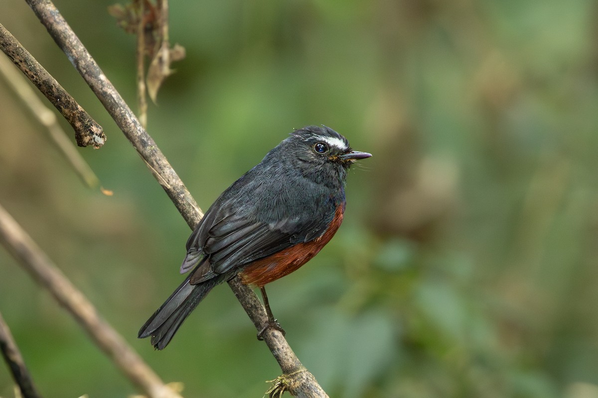 Chestnut-bellied Chat-Tyrant - ML638077743