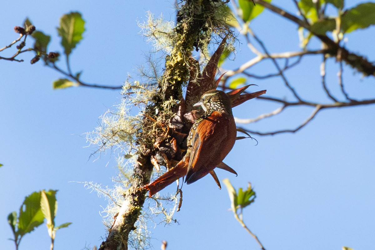 Pearled Treerunner - ML638077765