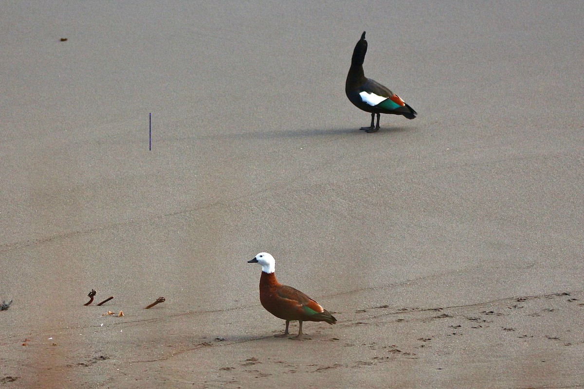 Paradise Shelduck - ML638077778