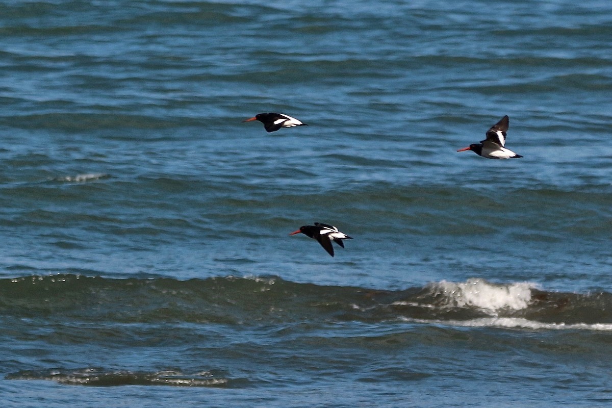 South Island Oystercatcher - ML638077870