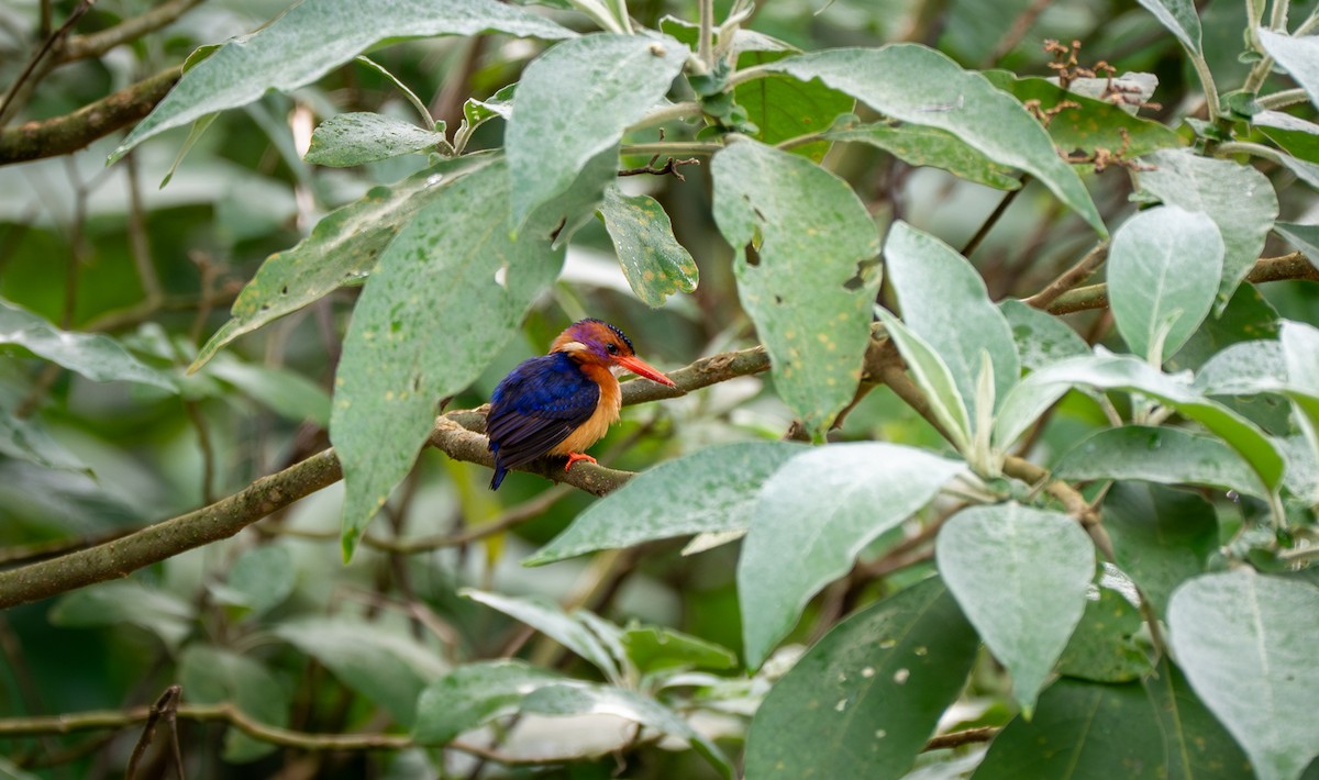 African Pygmy Kingfisher - ML638077871