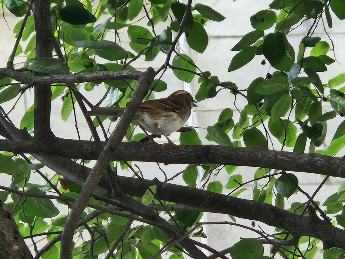 White-throated Sparrow - ML638077890