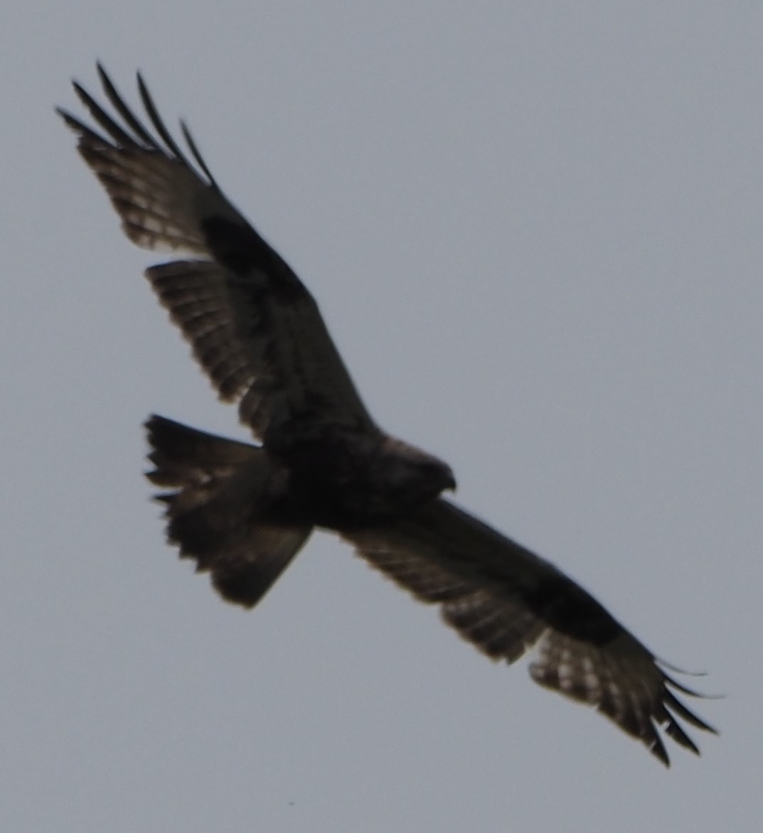 Rough-legged Hawk - ML638077927
