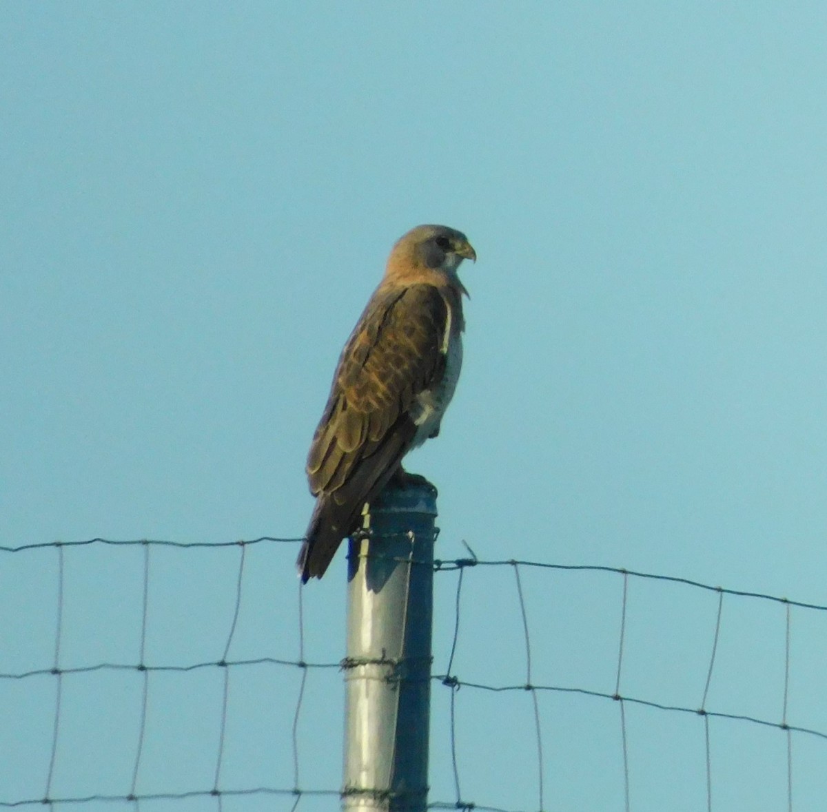 Swainson's Hawk - ML638077930