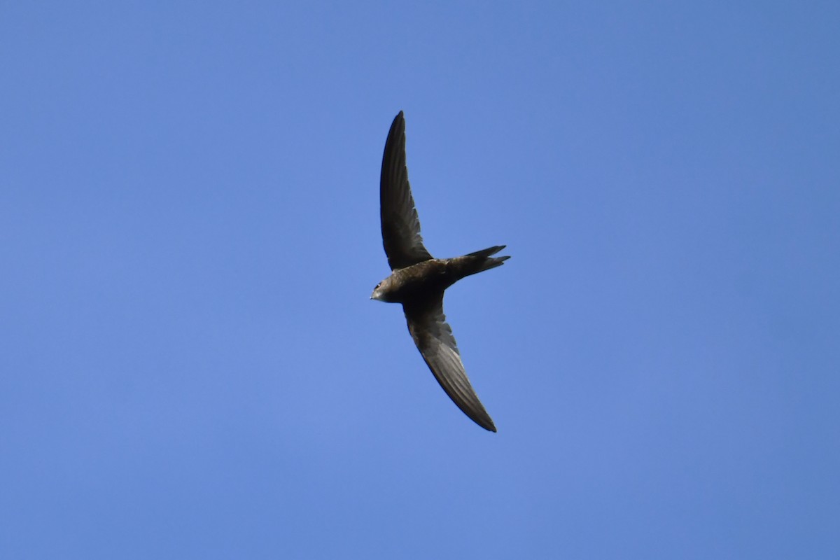 Pallid Swift - ML638077934
