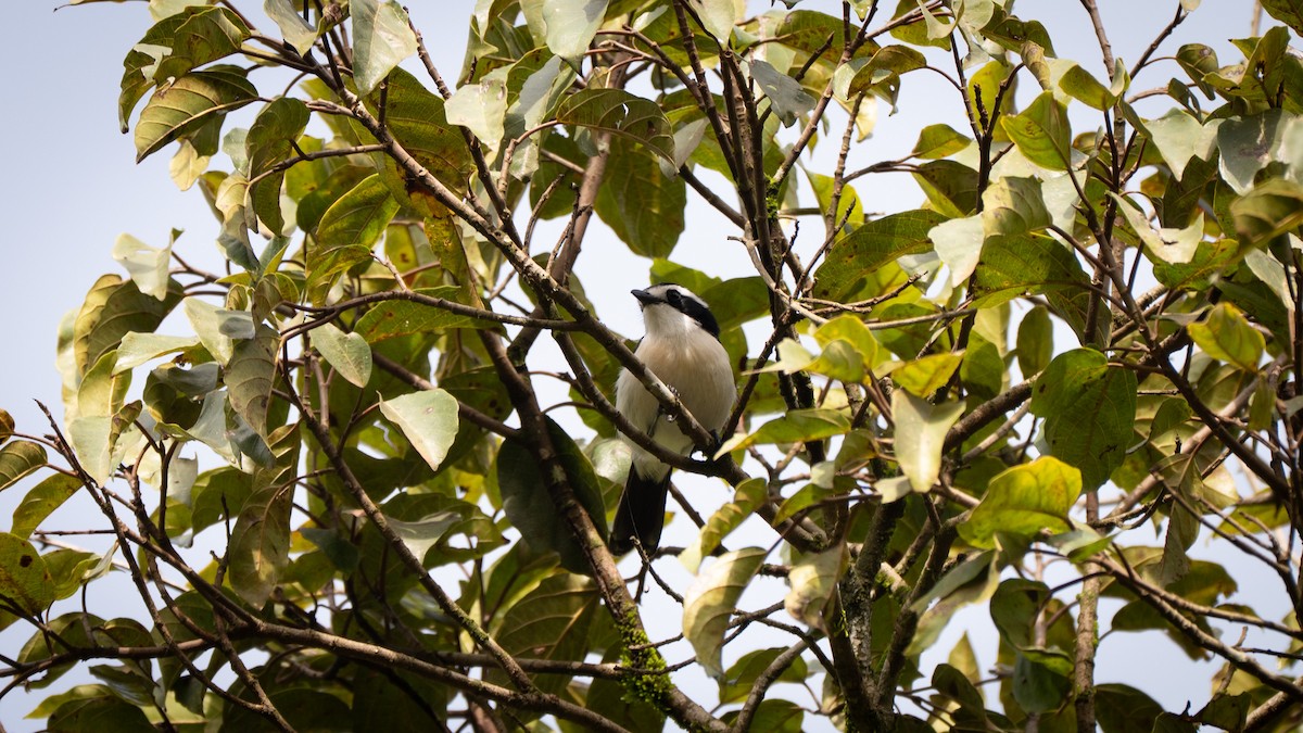 Gray-green Bushshrike - ML638078017