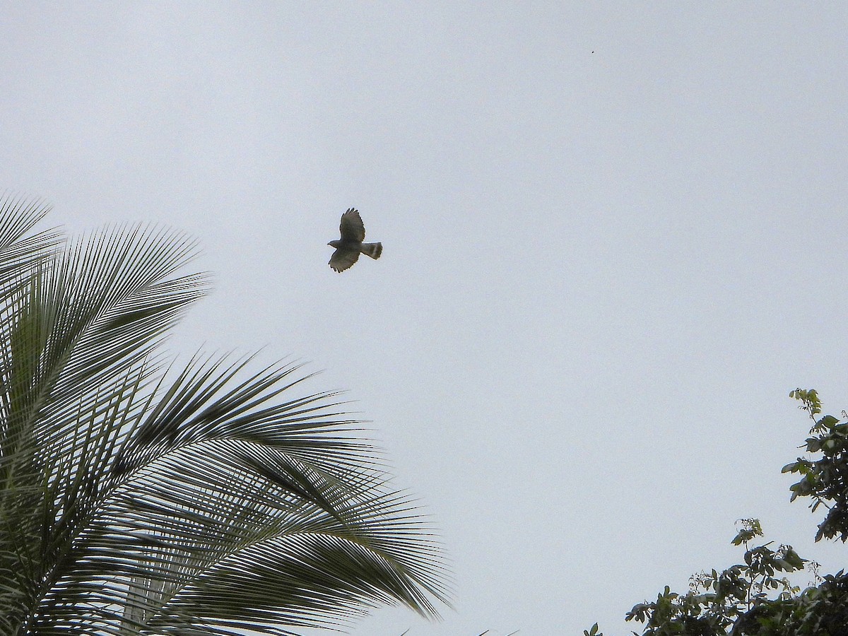 Broad-winged Hawk - ML638078053