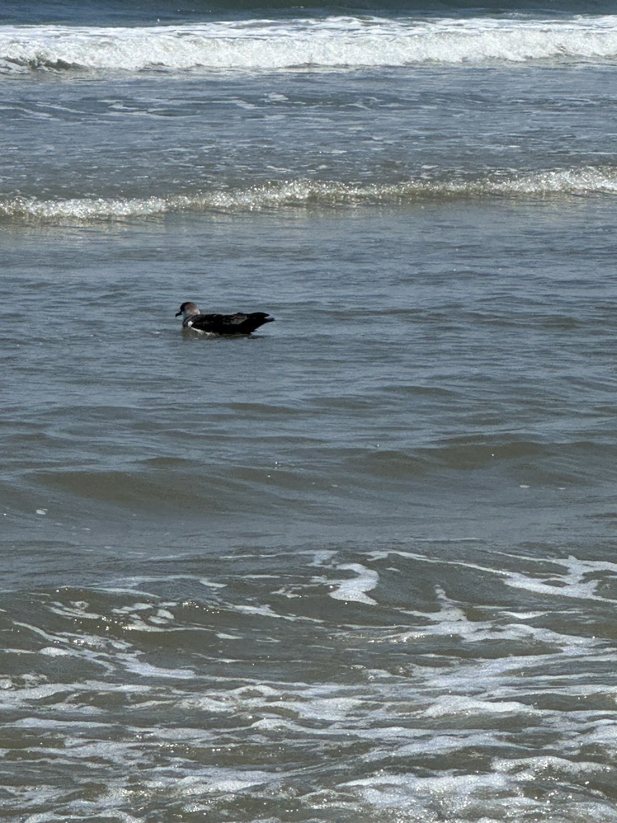 ズグロミズナギドリ - ML638078078