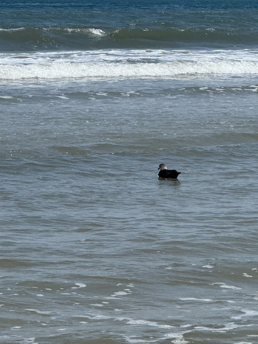 ズグロミズナギドリ - ML638078080