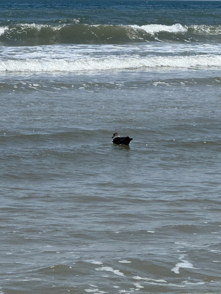 ズグロミズナギドリ - ML638078081