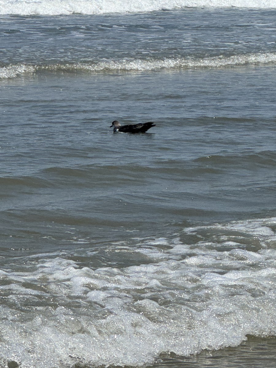 ズグロミズナギドリ - ML638078082