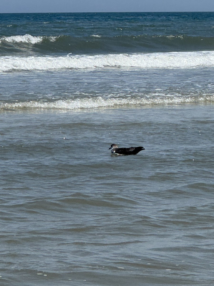 ズグロミズナギドリ - ML638078083