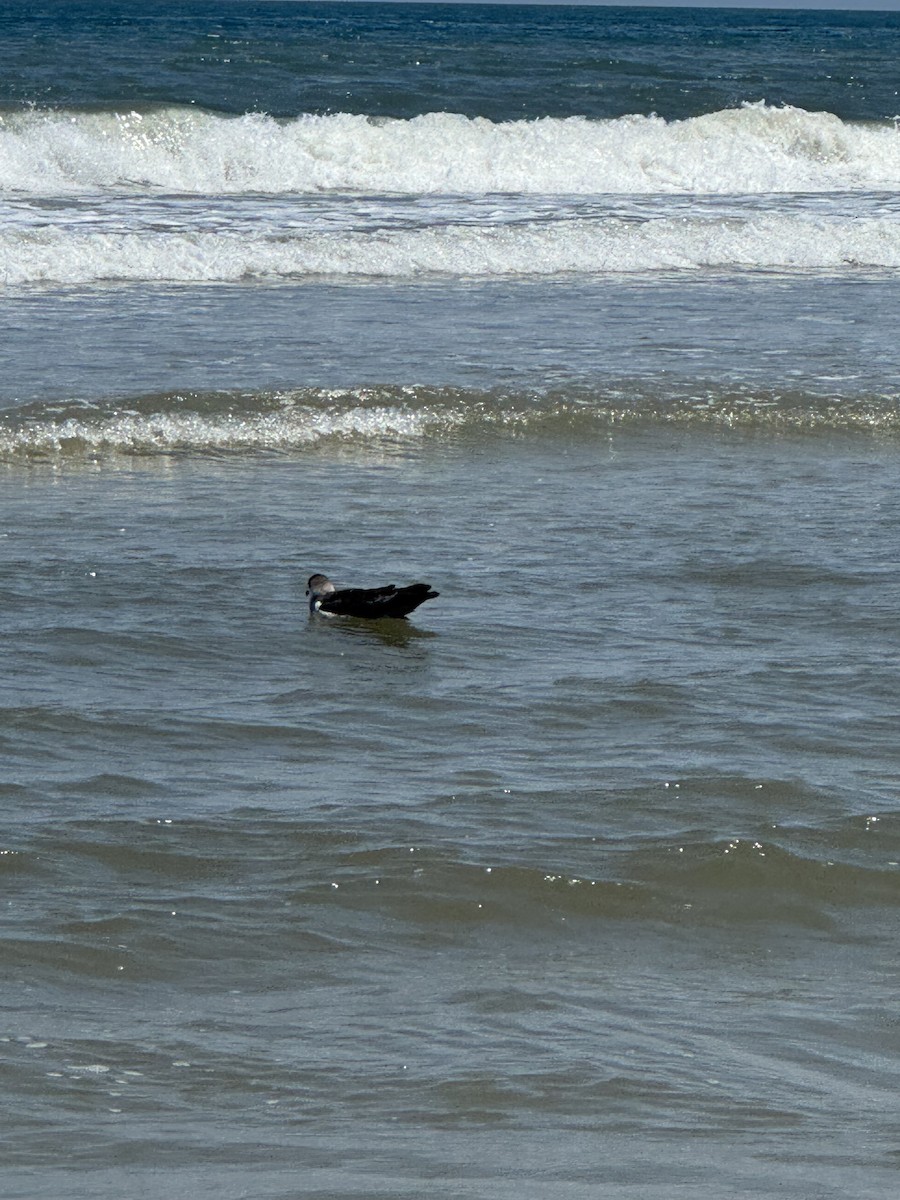 ズグロミズナギドリ - ML638078085