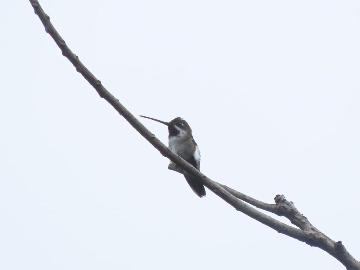 Long-billed Starthroat - ML638078086