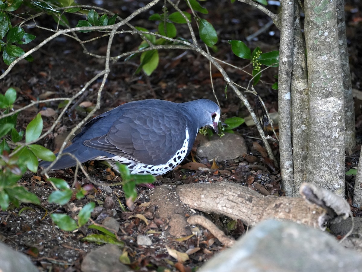 Wonga Pigeon - ML638078088