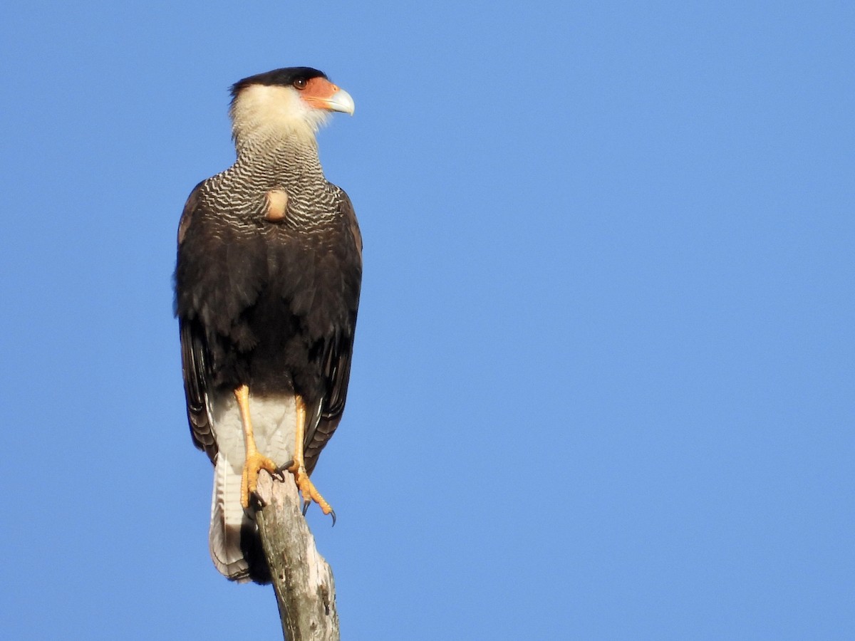 Crested Caracara (Southern) - ML638078147