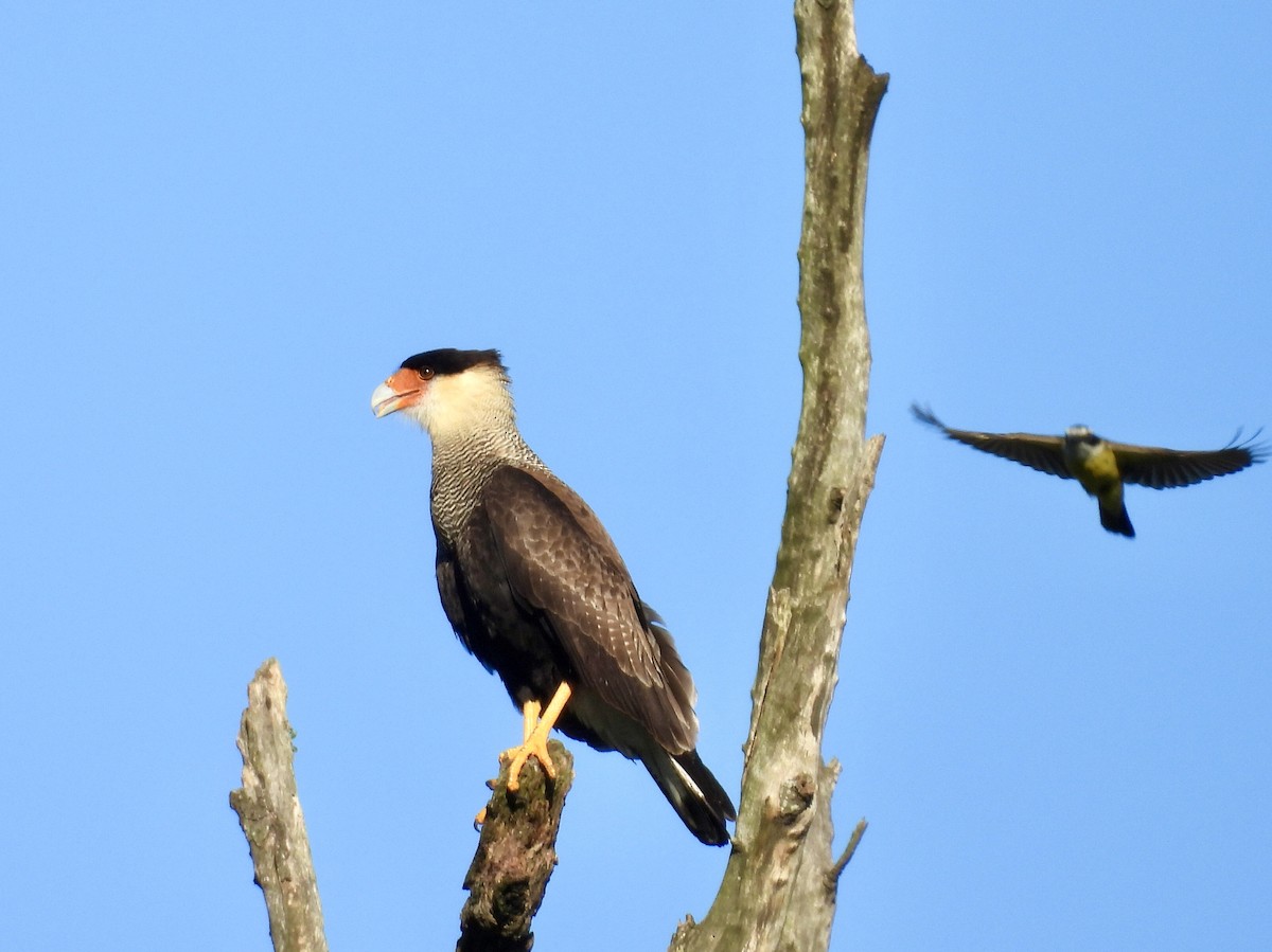 Crested Caracara (Southern) - ML638078148