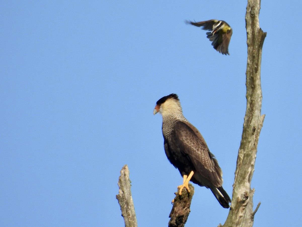 Crested Caracara (Southern) - ML638078149