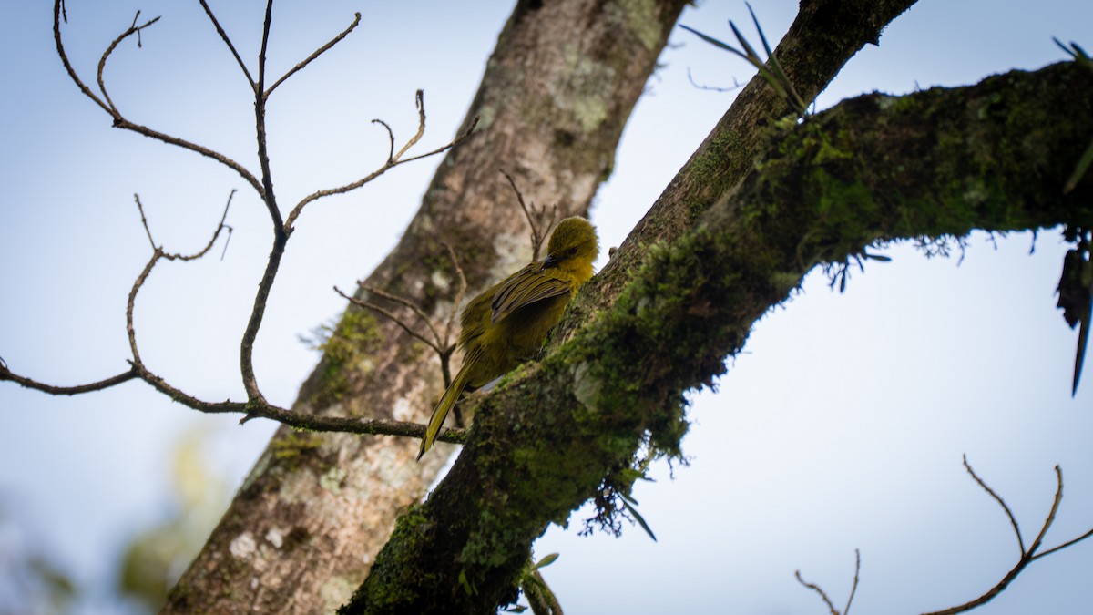 Bulbul Alegre - ML638078163
