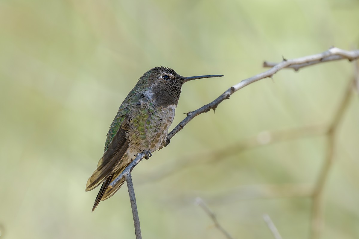 rødmaskekolibri - ML638078242