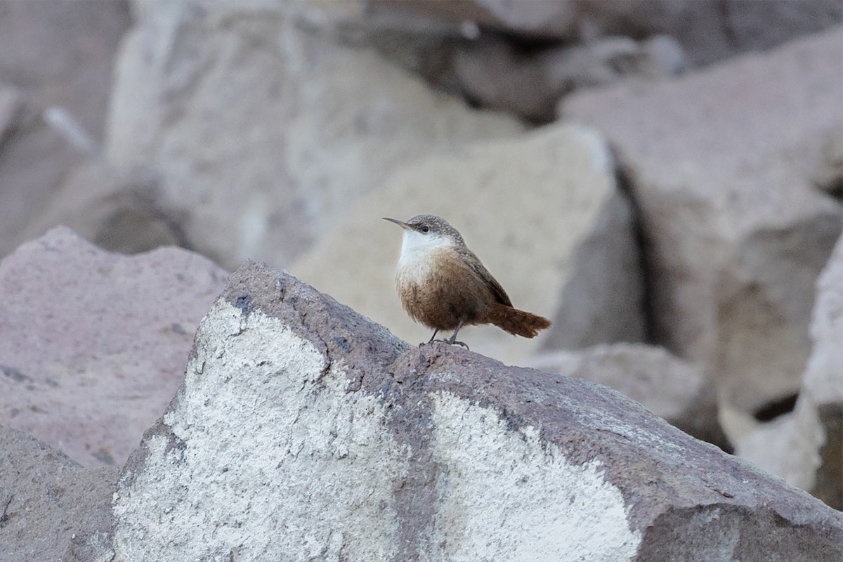 Canyon Wren - ML638078261