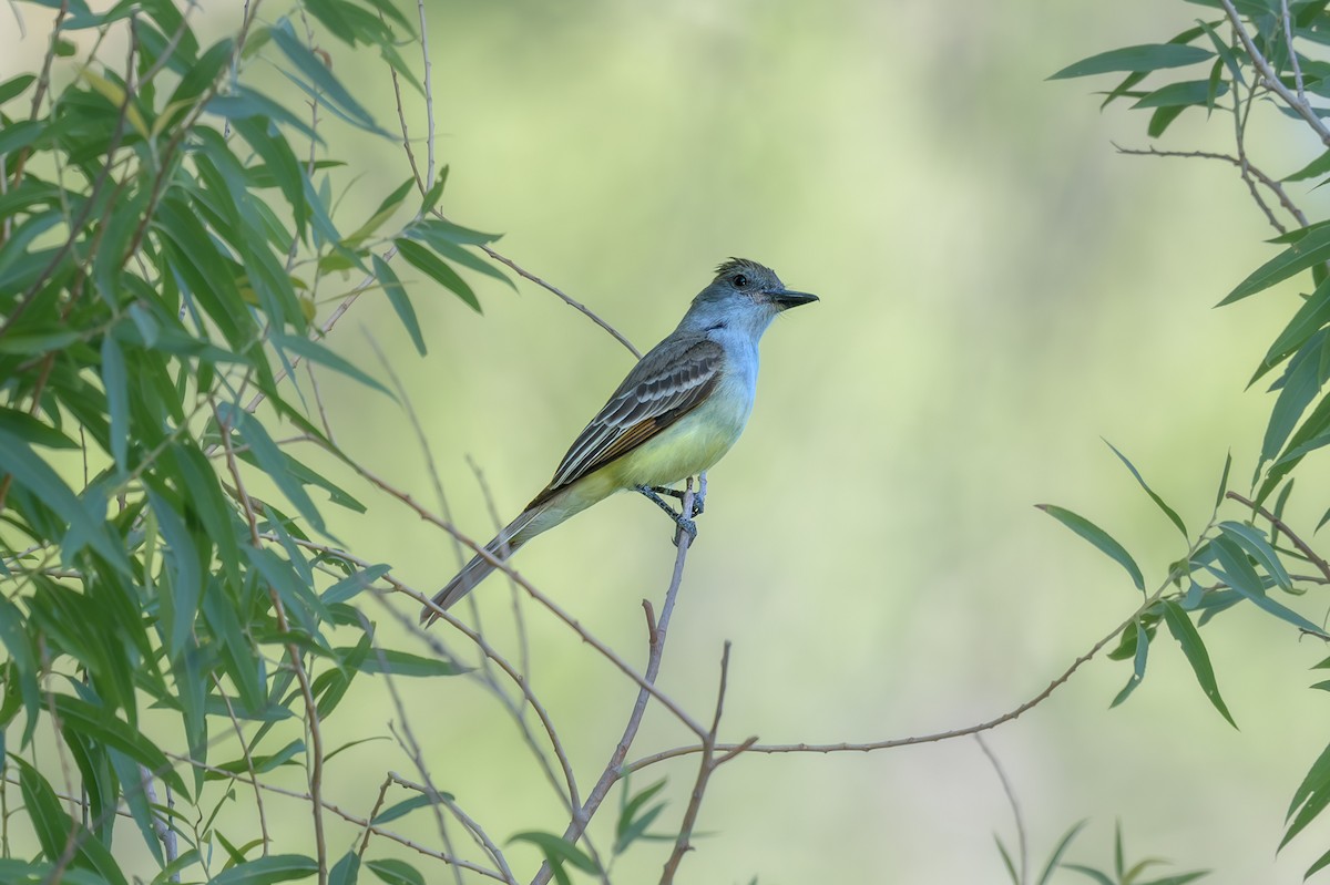 Brown-crested Flycatcher - ML638078267