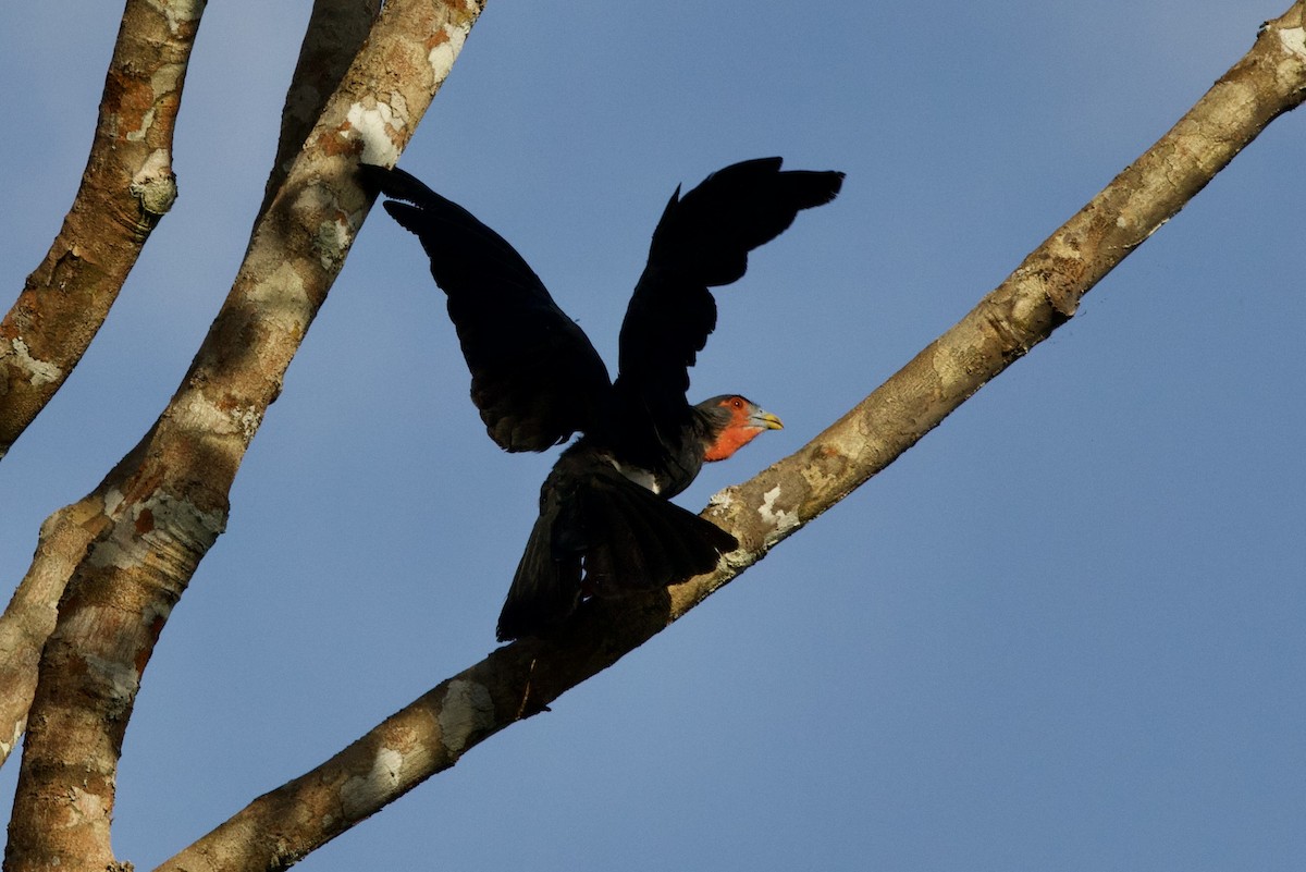 Caracara à gorge rouge - ML638078270