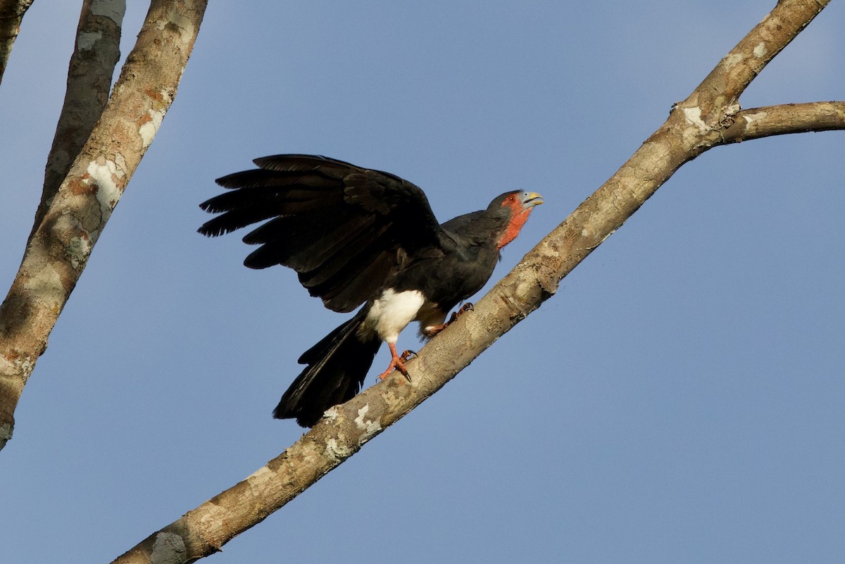 Caracara à gorge rouge - ML638078271