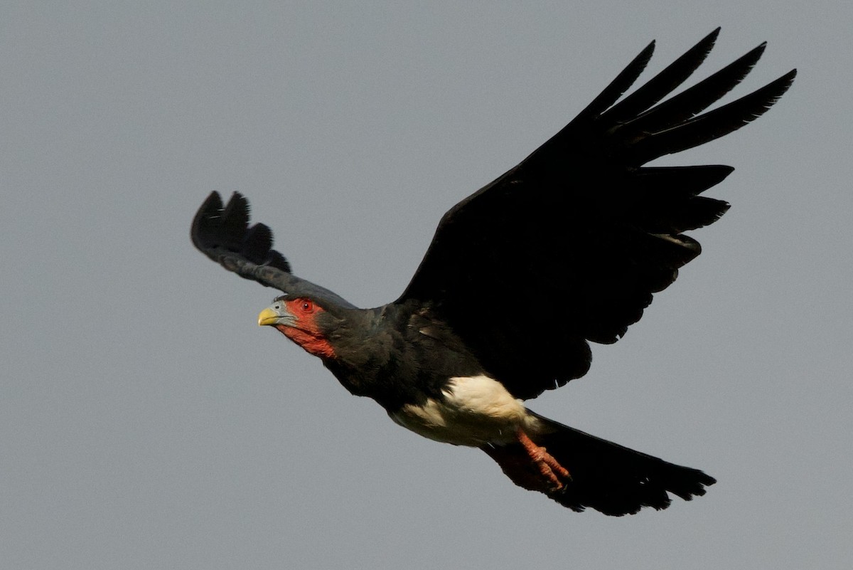 Caracara à gorge rouge - ML638078272