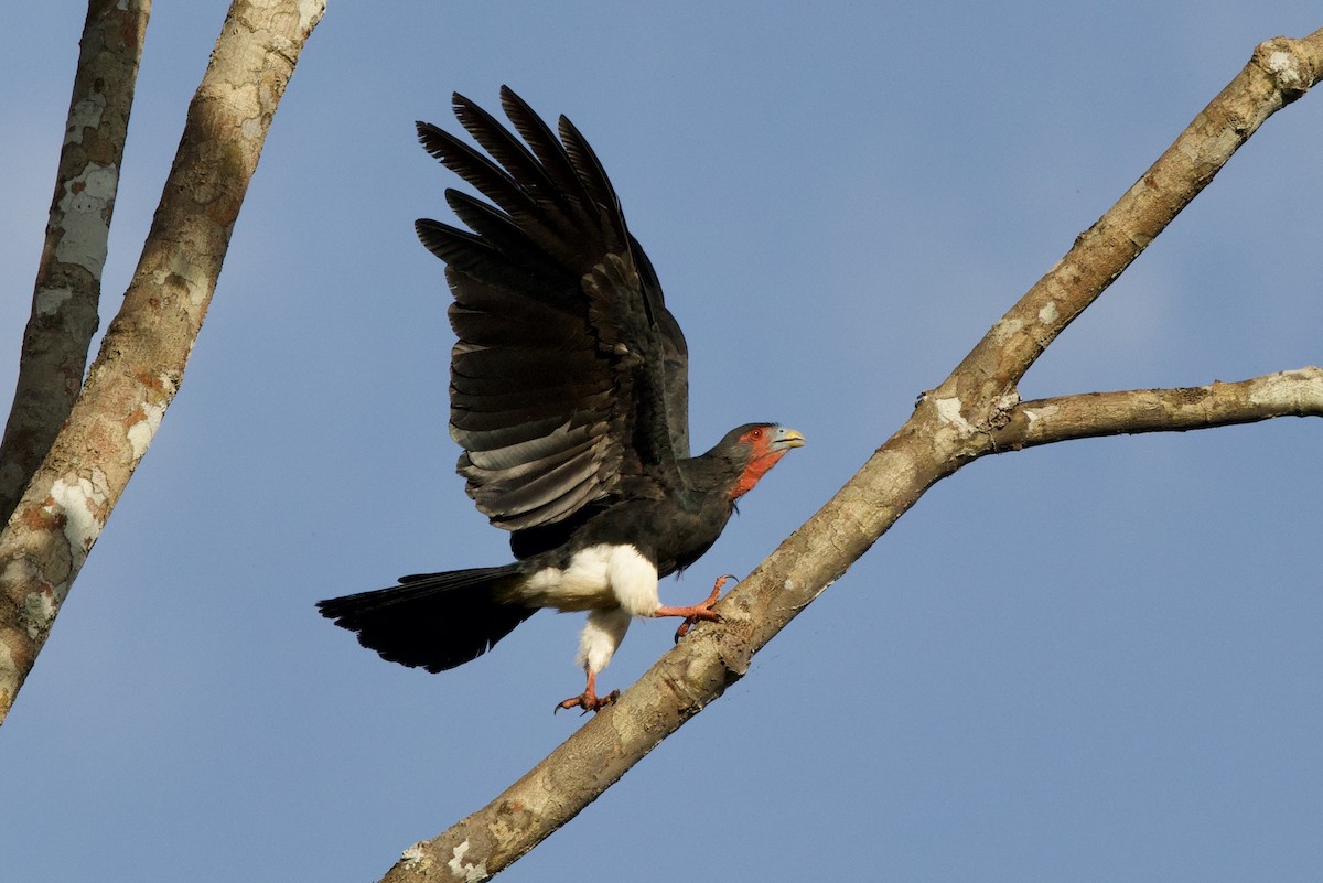 Caracara à gorge rouge - ML638078273