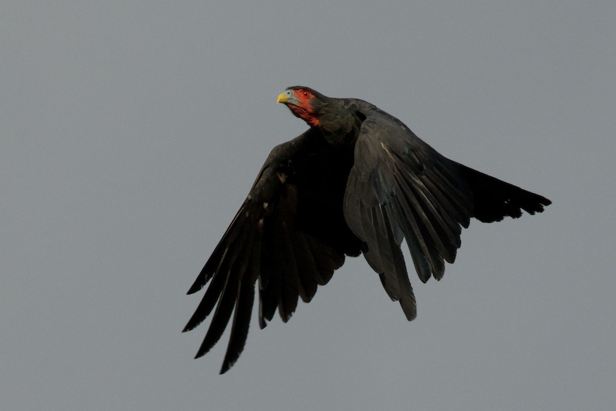 Caracara à gorge rouge - ML638078274