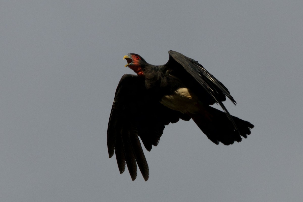 Caracara à gorge rouge - ML638078275