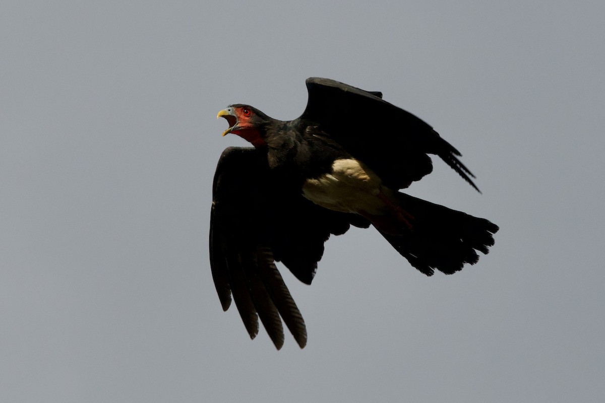 Caracara à gorge rouge - ML638078276