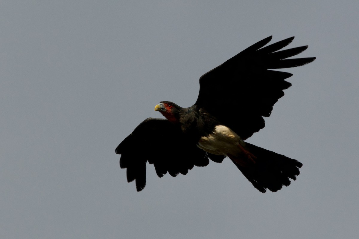 Caracara à gorge rouge - ML638078277