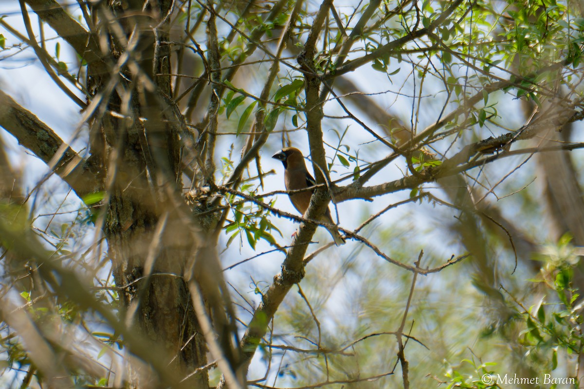 Hawfinch - ML638078281