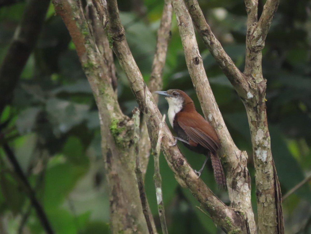 Black-bellied Wren - ML638078365