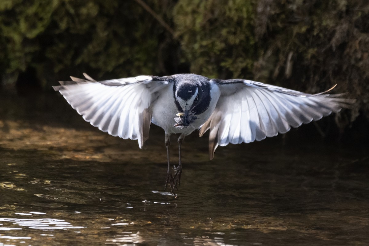 Japanese Wagtail - ML638078368