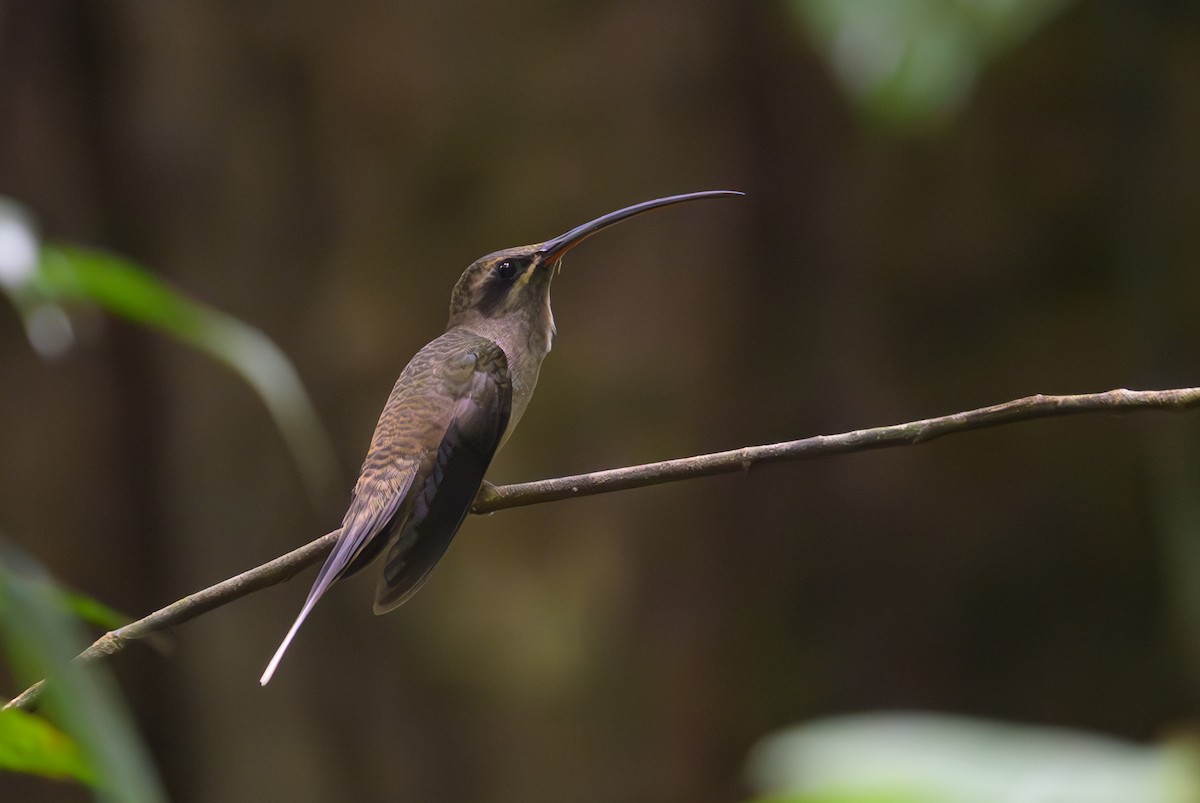 Great-billed Hermit - ML638078658