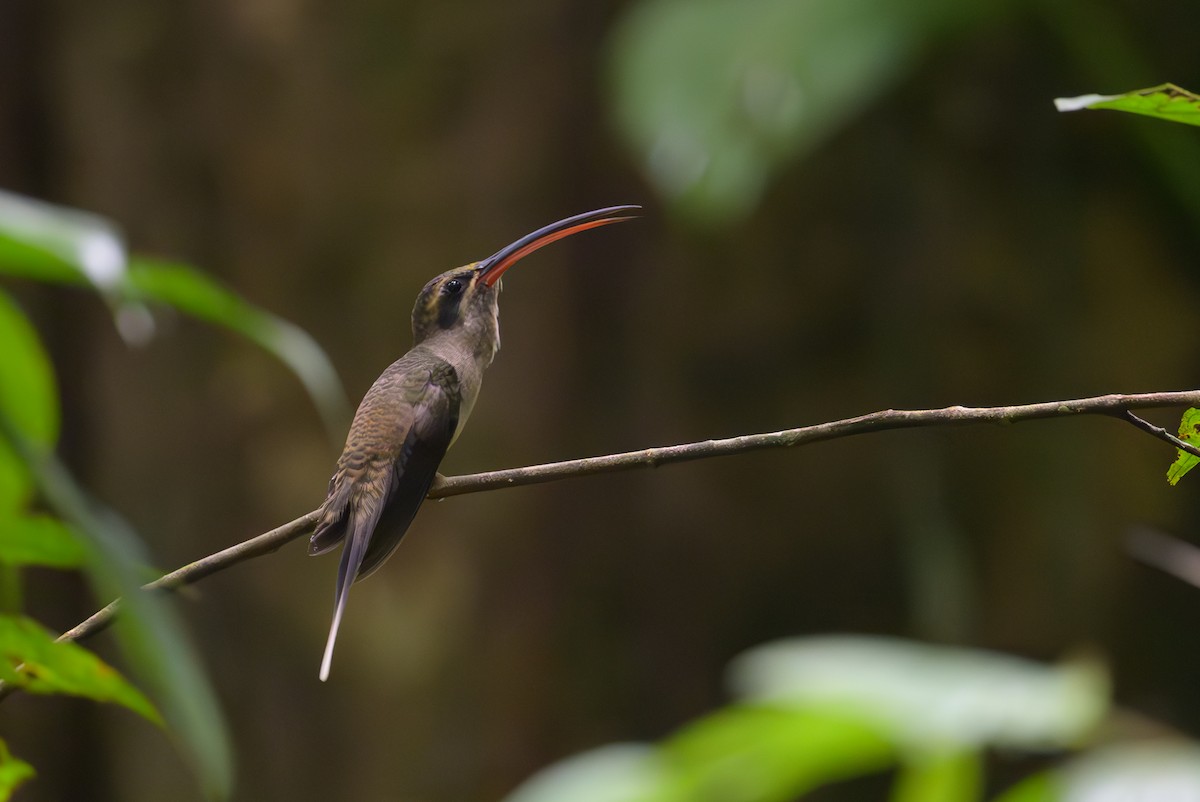 Great-billed Hermit - ML638078659