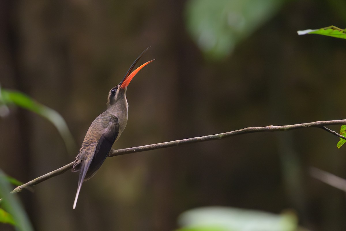 Great-billed Hermit - ML638078660